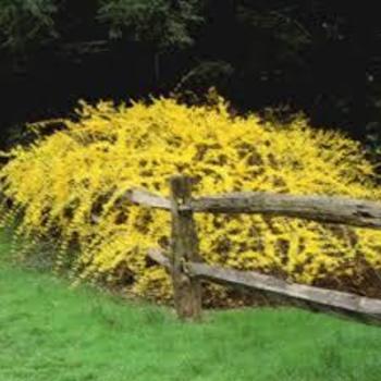 Forsythia x intermedia 'Karl Sax' 