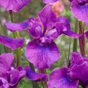 Iris sibirica 'Temper Tantrum' 