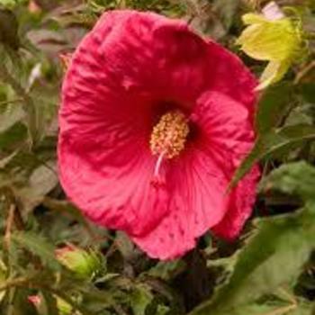 Hibiscus moscheutos 'Dave Fleming' 