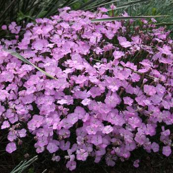 Dianthus 'Wink' 