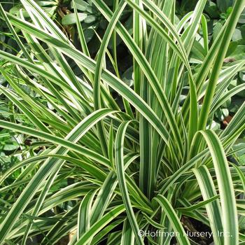 Carex morrowii 'Ice Ballet' PP20228