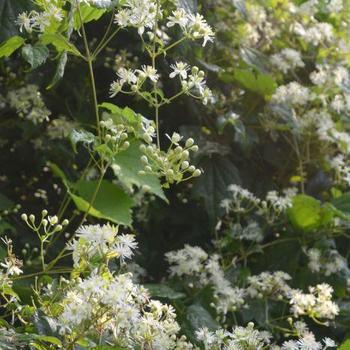 Clematis virginiana