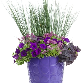 Combination Planter 'Just add color - Purple two' 