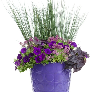 Combination Planter 'Just add color - Purple two'