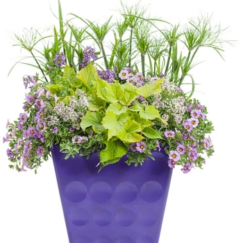 Combination Planter 'Just add color - Purple one'