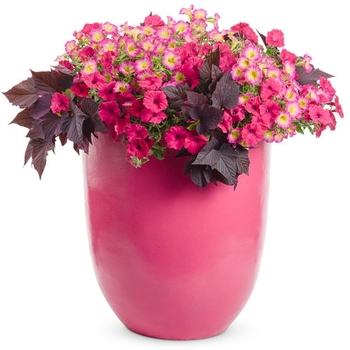 Combination Planter 'Just add color - Pink' 