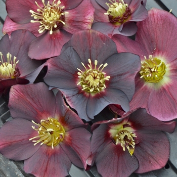 Helleborus Honeymoon™ 'Rome in Red'