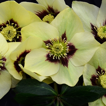 Helleborus Honeymoon® 'Spanish Flare'