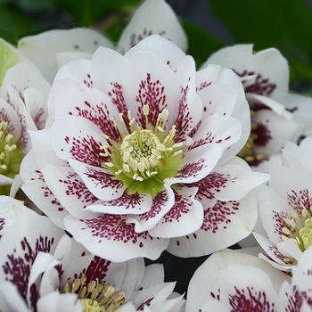 Helleborus 'Confetti Cake' 