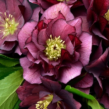 Helleborus 'True Love' 