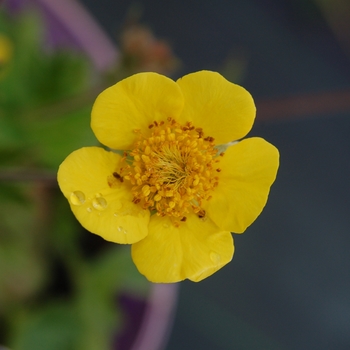 Geum 'Limoncello' 