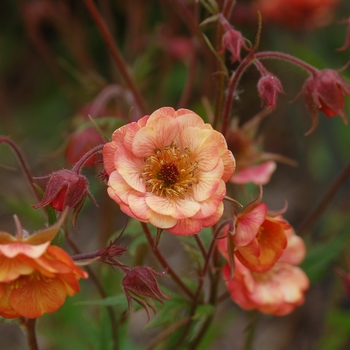 Geum Cocktail™ 'Wet Kiss'