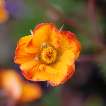 Geum 'Spanish Fly'