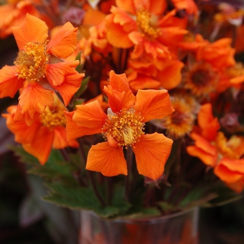 Geum 'Sea Breeze' 