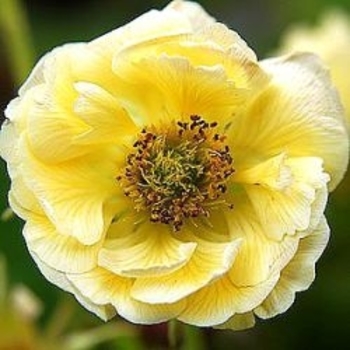 Geum 'Gimlet' 