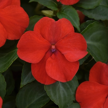 Impatiens walleriana 'Bright Red' PAS1413665 PPAF