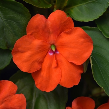 Impatiens walleriana Beacon™ 'Orange'