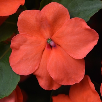 Impatiens walleriana Beacon™ 'Salmon'