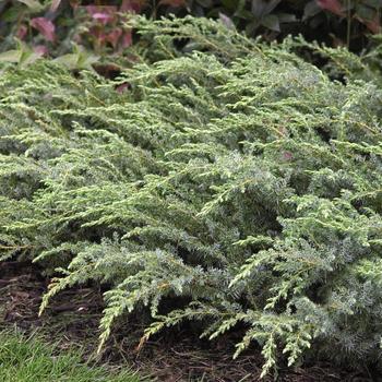 Juniperus communis var. depressus