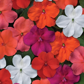 Impatiens walleriana 'Select Mix' PPAF