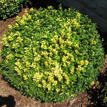 Buxus microphylla 'Wanford Page' 