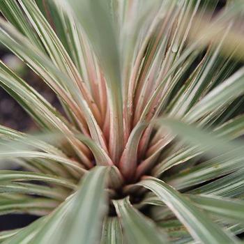 Cordyline australis 'Pink Champagne' 