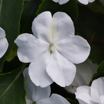 Impatiens walleriana Beacon™ 'White'