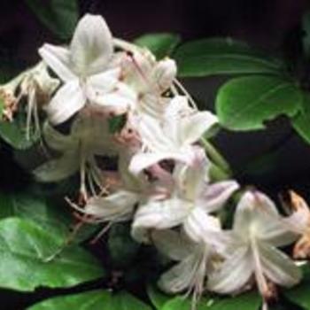 Rhododendron viscosum 'Pink Mist' 