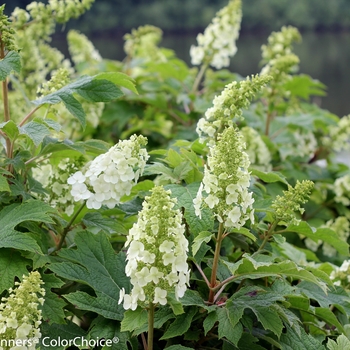 Hydrangea quercifolia 'Brenhill' 