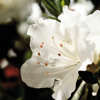 Rhododendron Encore® 'Autumn Angel®'