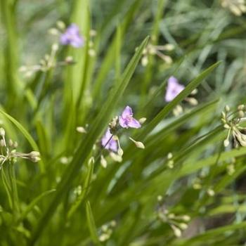 Tradescantia rosea 'Morning Grace' 