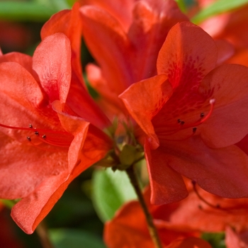 Rhododendron Encore® 'Autumn Bravo®''