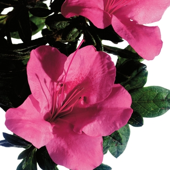 Rhododendron Encore® 'Autumn Carnival®'