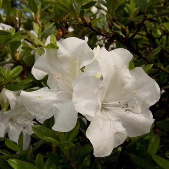 Rhododendron Encore® 'Autumn Ivory®'