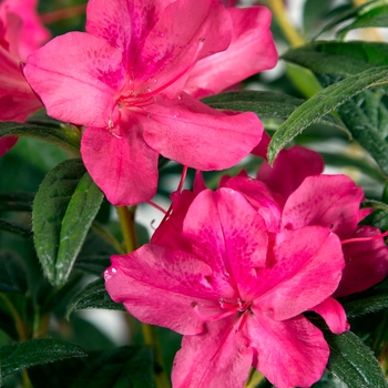 Rhododendron Encore® 'Autumn Jewel®'