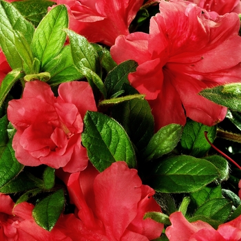 Rhododendron Encore® 'Autumn Monarch™'