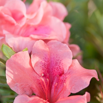 Rhododendron Encore® 'Autumn Coral®'