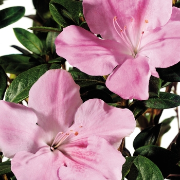 Rhododendron Encore® 'Autumn Sweetheart®' PP16249