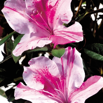 Rhododendron Encore® 'Autumn Twist®'