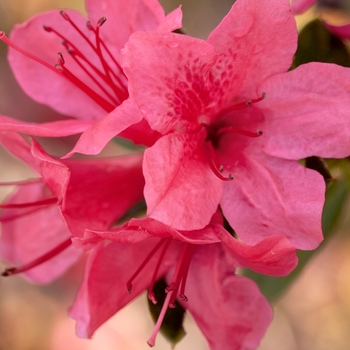 Rhododendron 'Conlef' PPAF