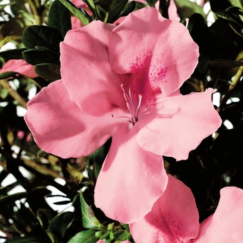 Rhododendron Encore® 'Autumn Debutante®' PP16278