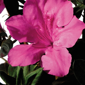 Rhododendron Encore® 'Autumn Sangria®'