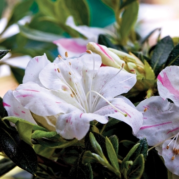 Rhododendron Encore® 'Autumn Starlite®'