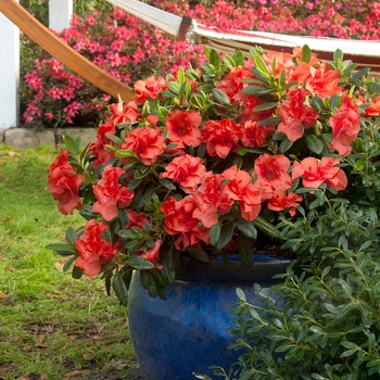 Rhododendron Encore® 'Autumn Embers™'