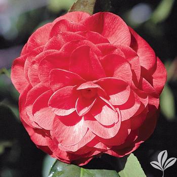 Camellia japonica 'Romany' 