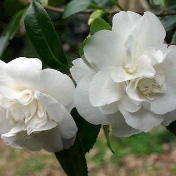 Camellia japonica 'VIctory White' 