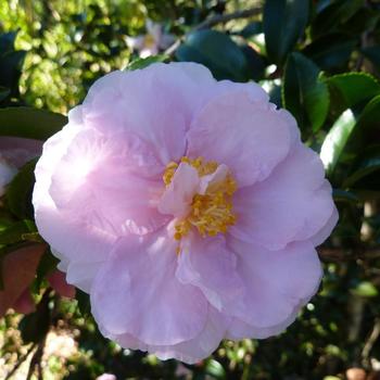 Camellia sasanqua 'Shell Pink' 