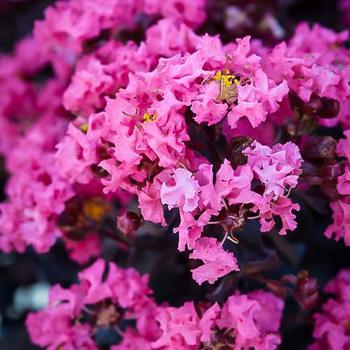 Lagerstroemia indica 'Shell Pink™' PP28065