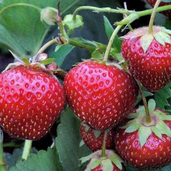 Fragaria x ananassa 'EarliGlow' 