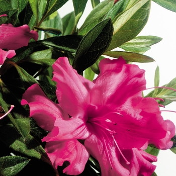 Rhododendron Encore® 'Autumn Sundance™'